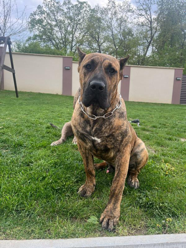 Stahovák s oválnými oky