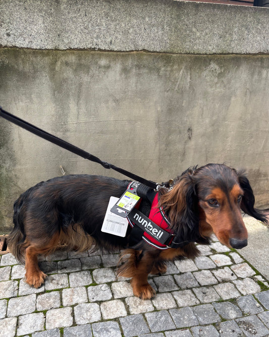 Naše vestička s madlem S