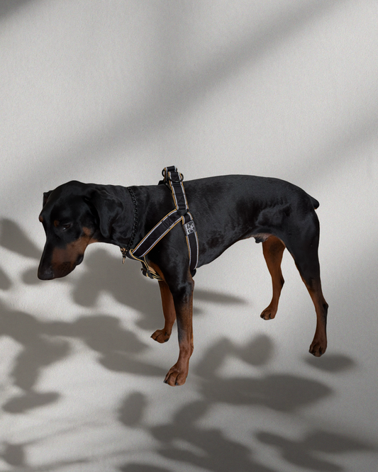 Klasický postroj L-XL