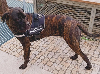 Nasza kamizelka z uchwytem XXL