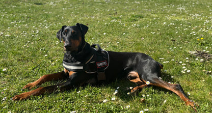 Informační nášivka na postroj DO NOT PET